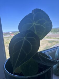 Senaste tillskottet