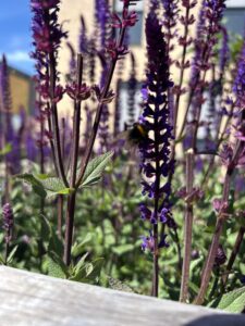 Blommor och bin