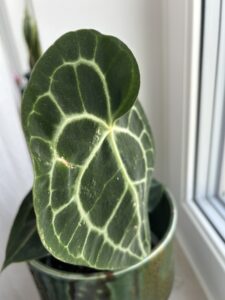 Anthurium Crystallinium