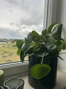 Elefantöra