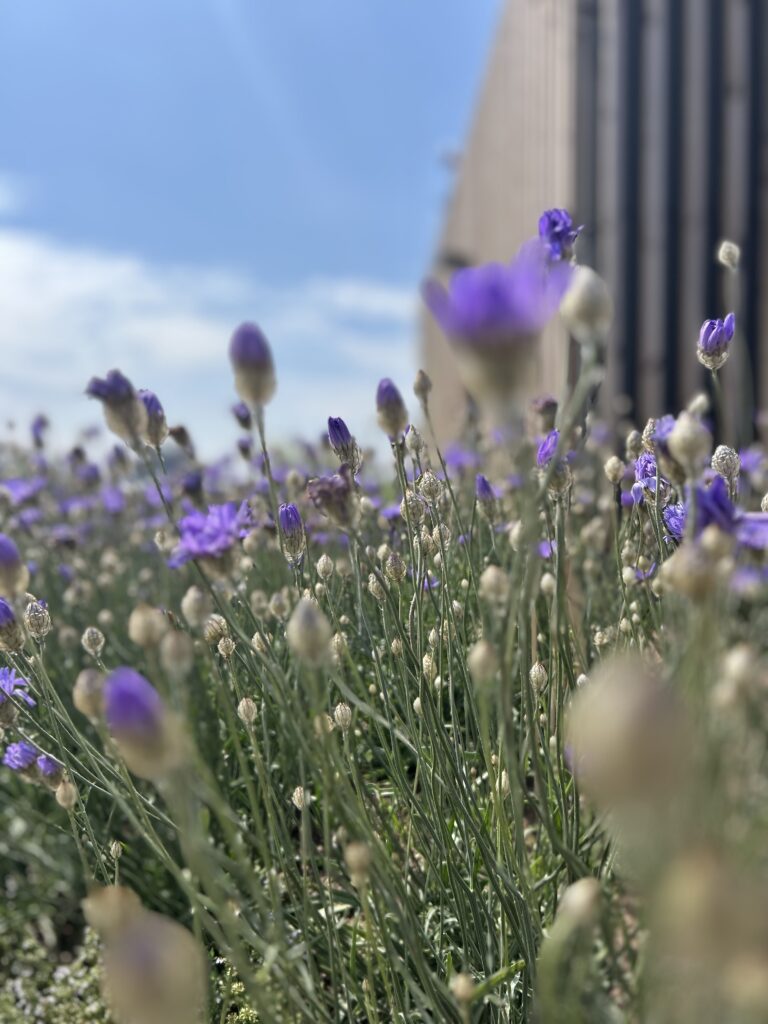 Lavendel på taket